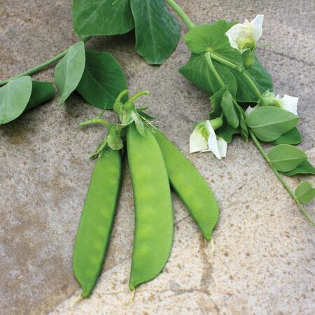 Little SnowPea White, Pea Seeds - Packet (1 oz.) image number null